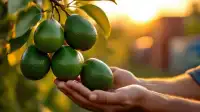 Avocado Growers Seek Trade Protection — OC | Orange